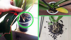 Come Curare Le Orchidee Per Farle Rifiorire Ogni Anno Vivo Di Benessere