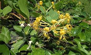 Image result for Lonicera confusa