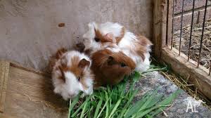 Maybe you would like to learn more about one of these? Guinea Pigs For Sale For Sale In Pakenham Victoria Classified Australialisted Com