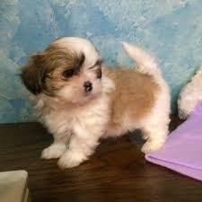 Look at pictures of shih tzu puppies who need a home. Shih Tzu Pomeranian Mix Puppies For Sale In Lyons Nebraska Classified Americanlisted Com