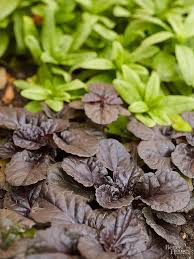We did not find results for: Made In The Shade Groundcovers Better Homes Gardens