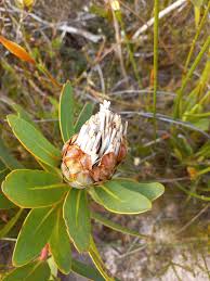 Image result for Protea welwitschii × angolensis