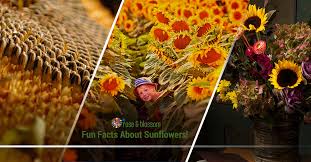 They are frequently bought on all occasions, very very common, everyoneknows about this flower, impressive beauty as soon as you see it, the symbol for all the flowers, and mostly a symbol for love!! Fun Facts About Sunflowers Rose Blossom