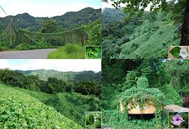 Image result for Sericostachys scandens