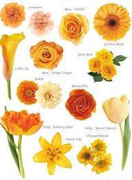 In flower language, different colors mean different meanings. Orange Flowers Flower Names Flower Chart Flower Guide