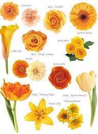Learn all about different flower color meanings! Orange Flowers Flower Names Flower Chart Flower Guide