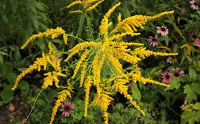 Ensemble empêchons l'#ambroisie (plante invasive dont pollen est allergisant) de conquérir coupez l'#ambroisie par pitié on peut en crever. L Ambroisie Est Une Plante Tres Allergisante