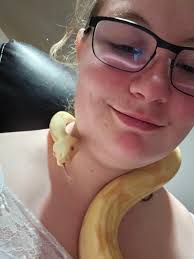 Rehoming boa collection in Lexington