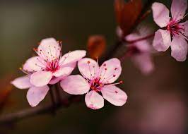 Cherry Blossoms Close Up Poster By Bear Amber Art Displate Cherry Blossom Art Cherry Blossom Wallpaper Blossoms Art