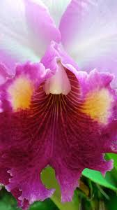If you saw the flowers clearly in the dream, then the meaning of each color varies. Color Symbolism And Meanings Orchidcambodia