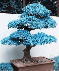 Rare Japanese Blue Bonsai Seeds 20pcs Bonsai Seeds Indoor Bonsai Tree Bonsai Tree Types