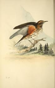 Birds And Their Eggs Pictures V 2 1844 Coloured Illustrations Of British Birds And Their Eggs Biodiversity Heritage Library Biodiversity Illustration Heritage