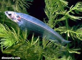 Silure De Verre Kryptopterus Bicirrhis En Images Dinosoria En 2020 Aquarium Tropical Poisson Eau Douce Eaux Douces