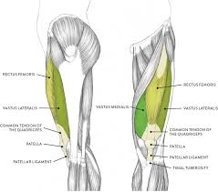 The quadriceps and hamstrings work together to help straighten and bend the leg at the knee, while the adductors keep the legs pulling towards the center. Muscles Of The Leg And Foot Classic Human Anatomy In Motion The Artist S Guide To The Dynamics Of Figure Drawing