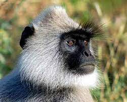 Hanuman Gray Langur Sacred Monkey Pet Monkey Animals Animals Wild