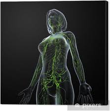 Das lymphsystem besteht aus der lymphflüssigkeit, verzweigten lymphgefäßen eine erhöhte infektanfälligkeit kann ein beispiel für eine schwäche im lymphsystem sein. Leinwandbild Anatomie Der Weiblichen Lymphsystem In Schwarz Pixers Wir Leben Um Zu Verandern