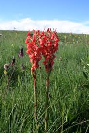 Image result for Disa robusta
