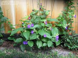 Image result for Thunbergia battiscombei