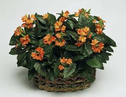 Image result for Crossandra fruticulosa