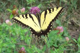 They help the butterflies to blend in with the environment and avoid attacks from predators. Swallowtail Butterfly Natural History Bug Under Glass