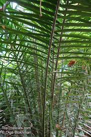 Image result for Elaeis guineensis