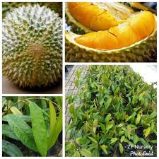 Cara tanam dan penjagaan mangga lebih mudah berbanding pokok durian dan ia berbuah seawal 2 tahun jika pokok yang sudah di cantum atau di kawinkan. Anak Pokok Durian Musang King Cepat Berbuah Shopee Malaysia