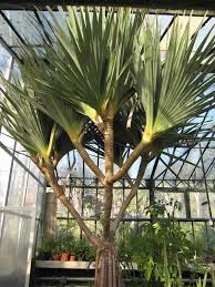 Image result for Pandanus utilis