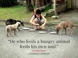 Charlie Chaplin Animal Quotes Animal Quotes Dog Quotes Dogs