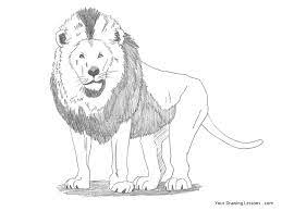 And afterward, you should add auxiliary lines for the lion face. Cartoon Easy Lion Pencil Drawing Casual Pencil Skirt Outfit