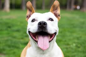Welcome to pets for life! The Science Backed Benefits Of Being A Dog Owner