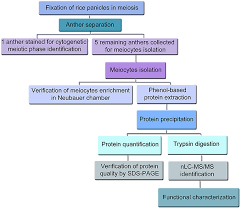 frontiers unravelling the proteomic profile of rice