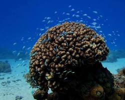 Corals sea animal