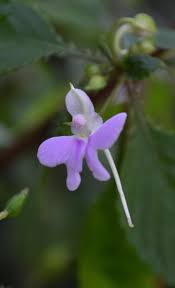 Image result for Impatiens hochstetteri