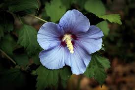 It also bears a close resemblance to hollyhock flowers which grows as an herbaceous biennial, rather than a woody shrub. 12 Rose Of Sharon Varieties For Your Landscape