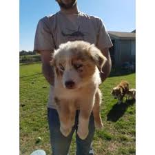 We are located in lebanon, oregon and live on 5 acres built for our dogs. 8 Week Old Australian Shepherd Puppies For Sale In Gilmer Texas Puppies For Sale Near Me