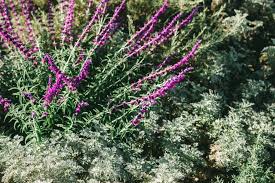 California native plants are adaptable to many situations and designs. The Best Drought Tolerant Plants For Your Fall Garden Orange County Coastkeeper