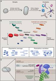 It contains a vast infrastructure of microtubules and microfilaments. How To Build A Bacterial Cell Mreb As The Foreman Of E Coli Construction Sciencedirect