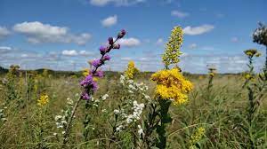 We did not find results for: Blanket Flower Prairie Sna Minnesota Dnr