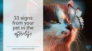 What does it mean if you see your dead pet. 33 Afterlife Signs From Your Pet Grief Journey Pet Loss Guardian Angel