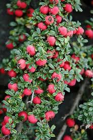 Image result for Cotoneaster microphyllus