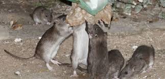 Check spelling or type a new query. Les Rats Pullulent A Paris 7 Questions Sur Une Invasion Hors De Controle