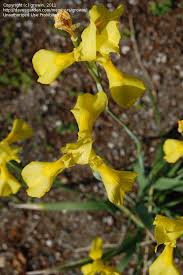 Image result for Moraea spathulata