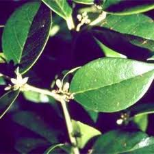 Image result for Cassinopsis ilicifolia