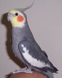 オカメインコ ノーマル