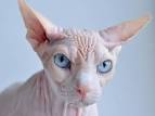 » Top 15 Ugliest Cat Breeds in the World - FoxSumo