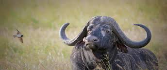 The country is also home to some of the lesser known animals like the tsessebe and suni. African Buffalo African Wildlife Foundation