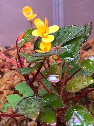 Image result for Begonia vankerckhovenii