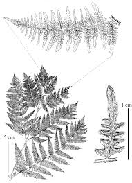 Image result for Pteridium aquilinum