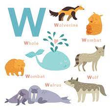 Cars that start with the letter w include the wolseley wasp, wartburg 353, wanderer w10 and jeep wrangler and wagoneer. W Letter Animals Set English Alphabet Vector Clipart Image