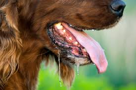 The rabies virus affects the central nervous system including the brain and spinal cord of humans and animals. Rabies Five Human Symptoms When To Call A Dog Bite Lawyer
